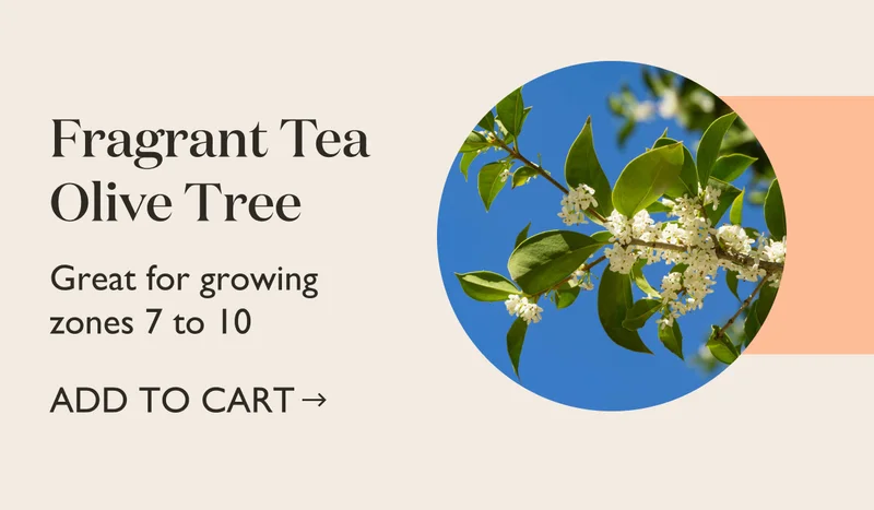 Fragrant Tea Olive Tree - Shop Now!