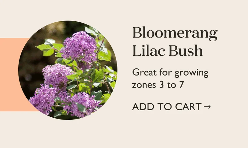 Bloomerang Lilac Bush - Shop Now