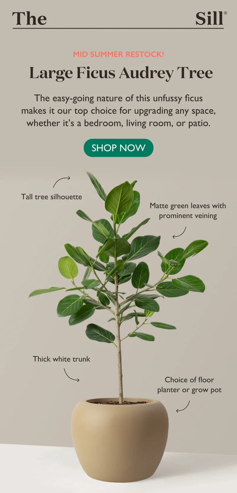 Mid Summer Restock: Large Ficus Audrey Tree