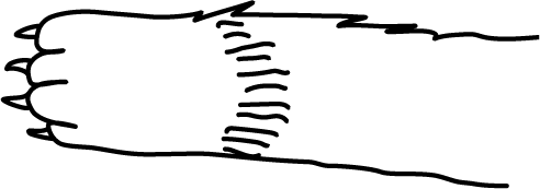 a drawing of a cat paw
