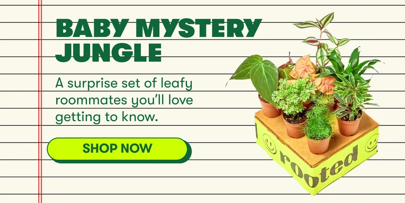 baby mystery jungle