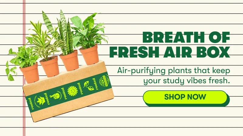 breath of fresh air box