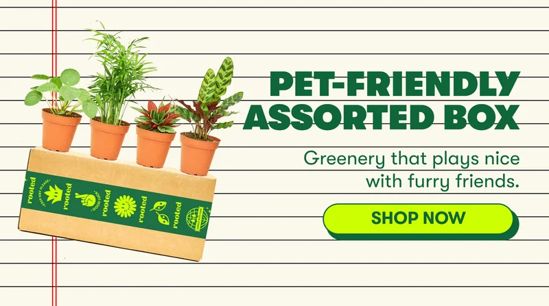pet-friendly assorted box