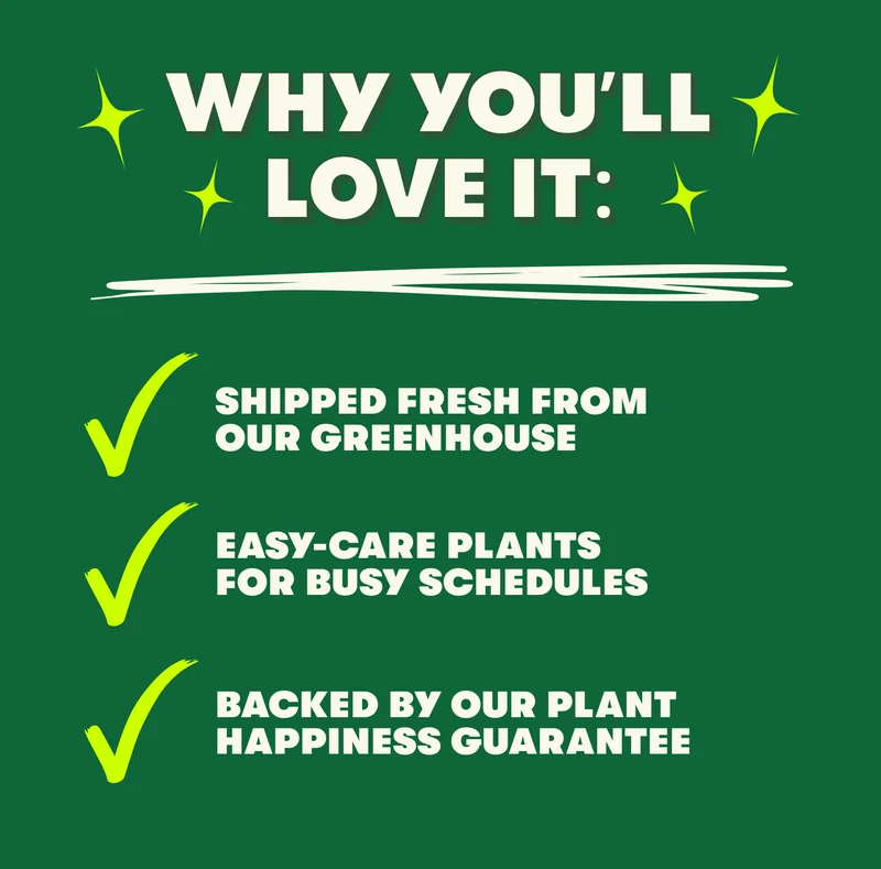 why you'll love it