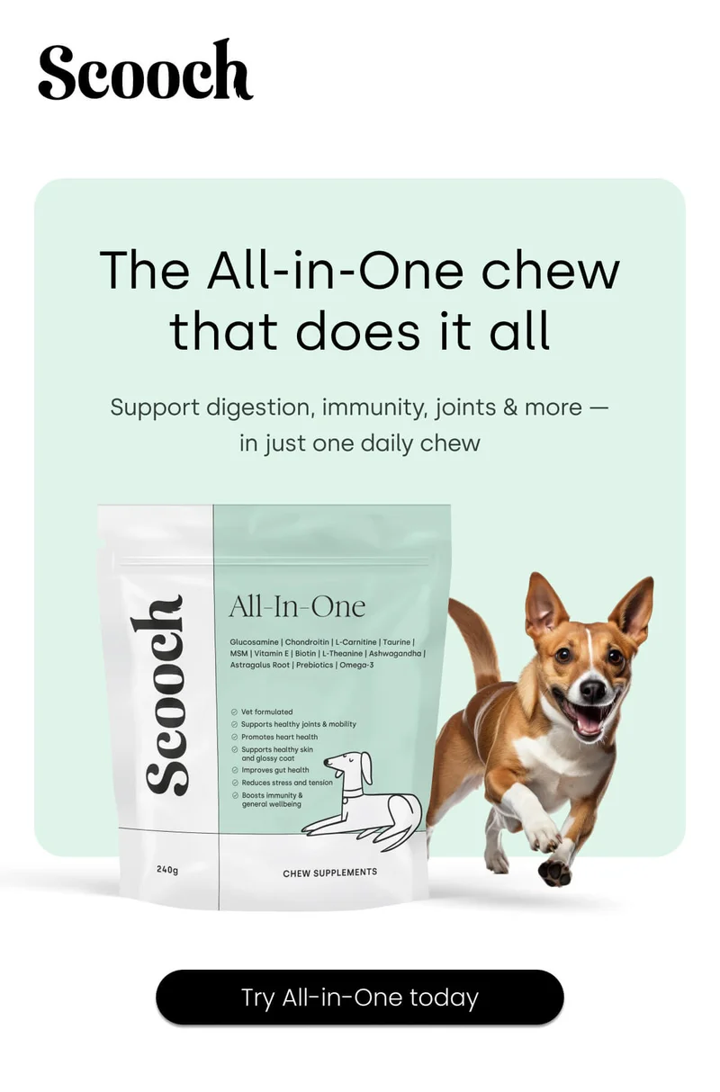 Support digestion, immunity, joints & more — in just one daily chew - Try All-in-One today