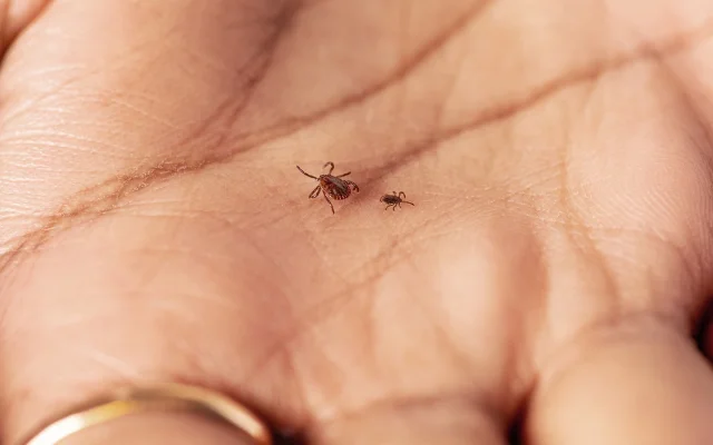 Two Asian longhorned ticks sit on an open palm.