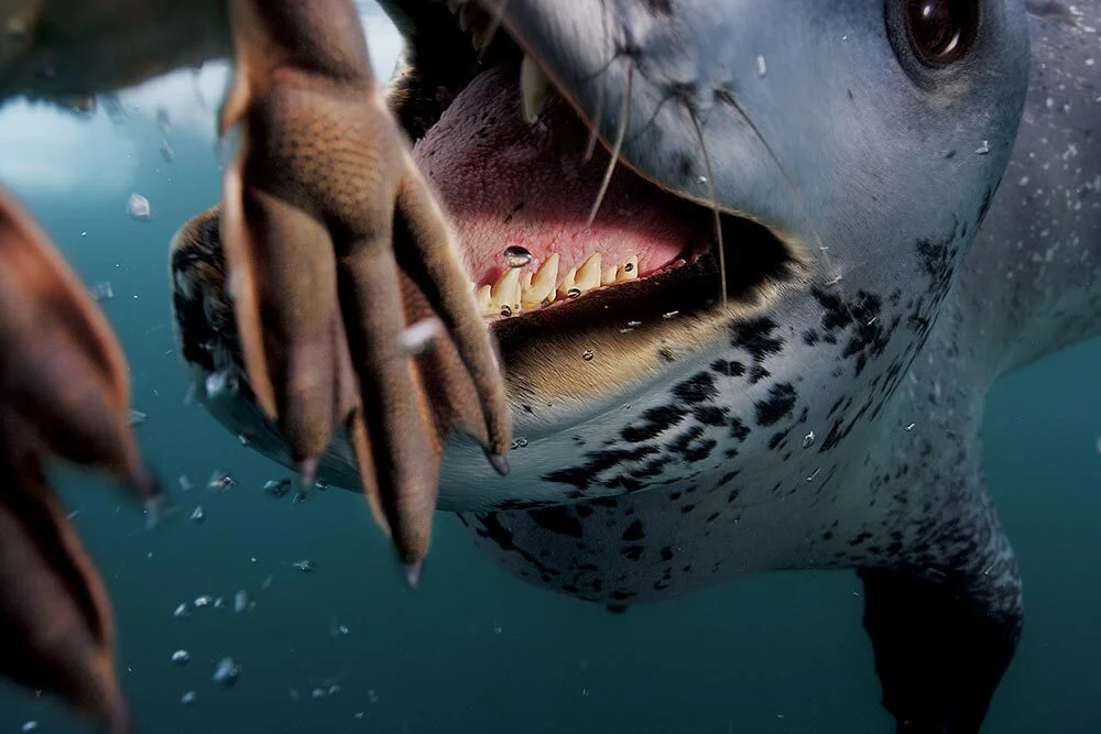 A leopard seal approaches the lens of the camera, mouth open wide