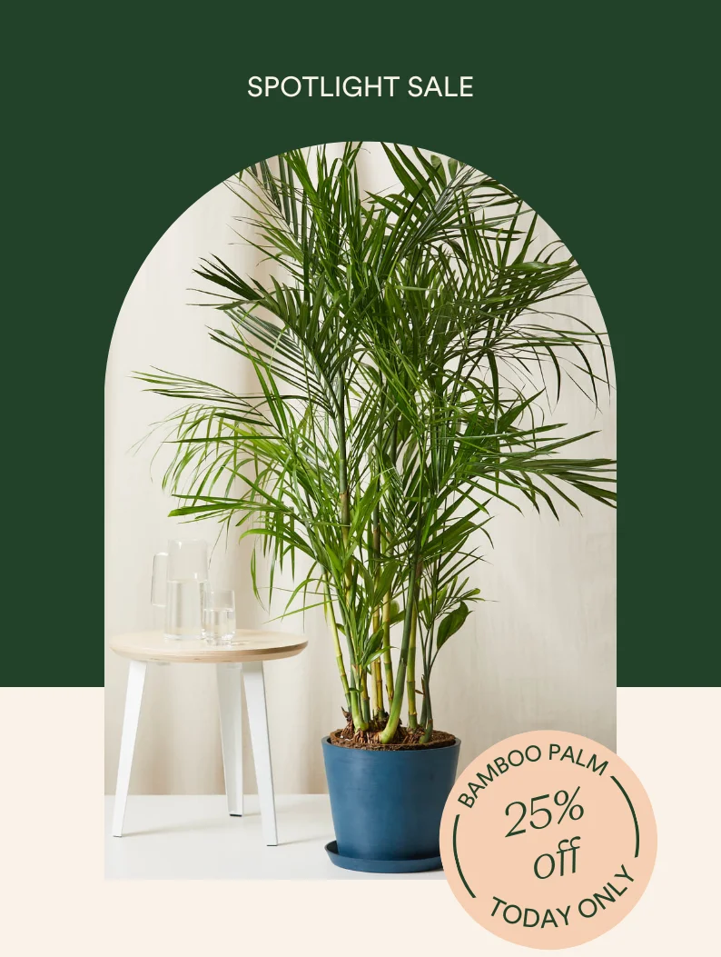Save 25% on the Bamboo Palm