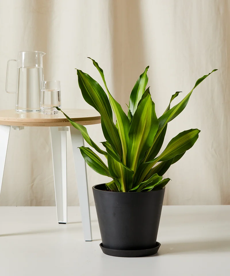 Image of Dracaena Golden Heart
