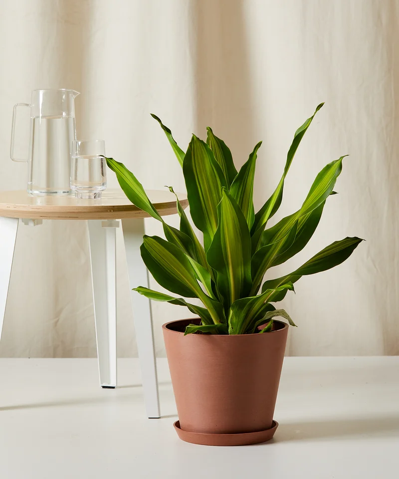 Image of Dracaena Golden Heart