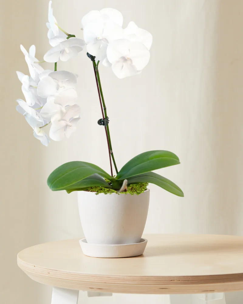 Image of White Orchid