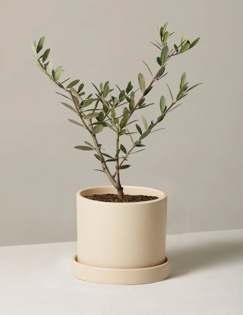 Image of Olive Tree