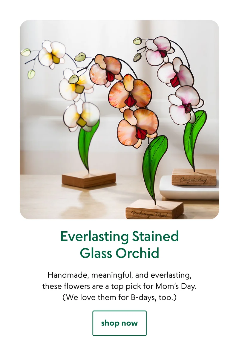 everlasting-stained-glass-orchid