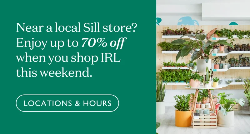 Near a local Sill store? Enjoy up to 70% off when you shop IRL this weekend.