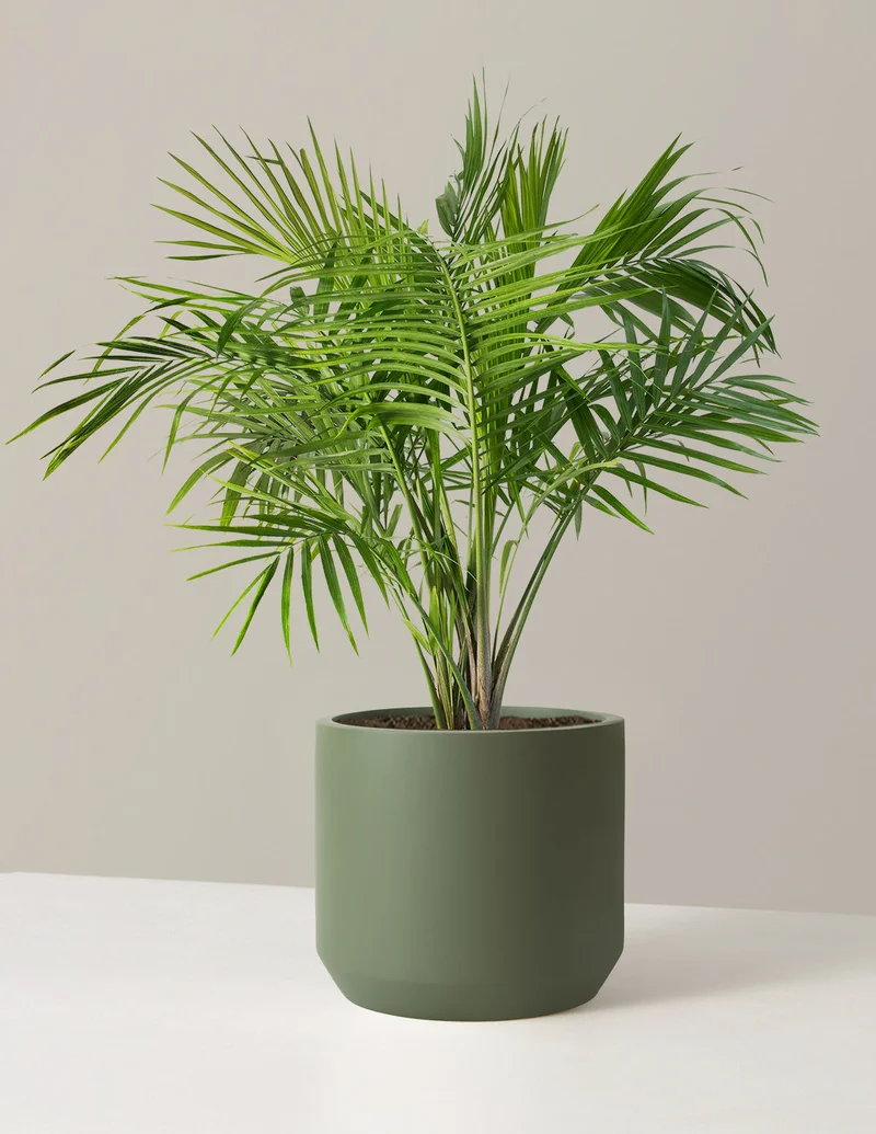 Image of Large Majesty Palm