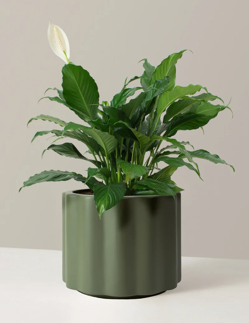 Image of Large Peace Lily