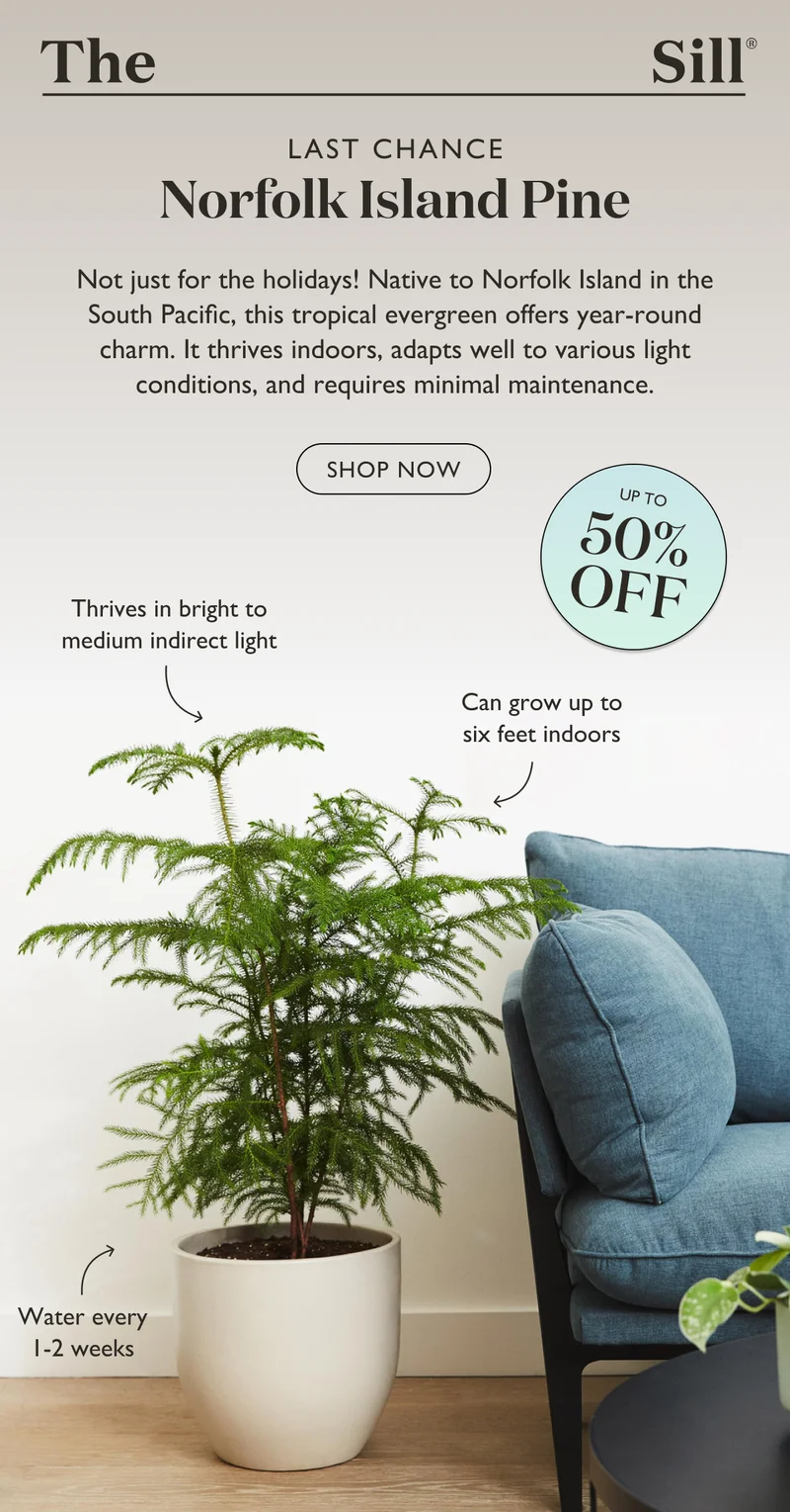 Not just for the holidays! Native to Norfolk Island in the South Pacific, this tropical evergreen offers year-round charm. It thrives indoors, adapts well to various light conditions, and requires minimal maintenance. Plus, it's up to 50% off right now.