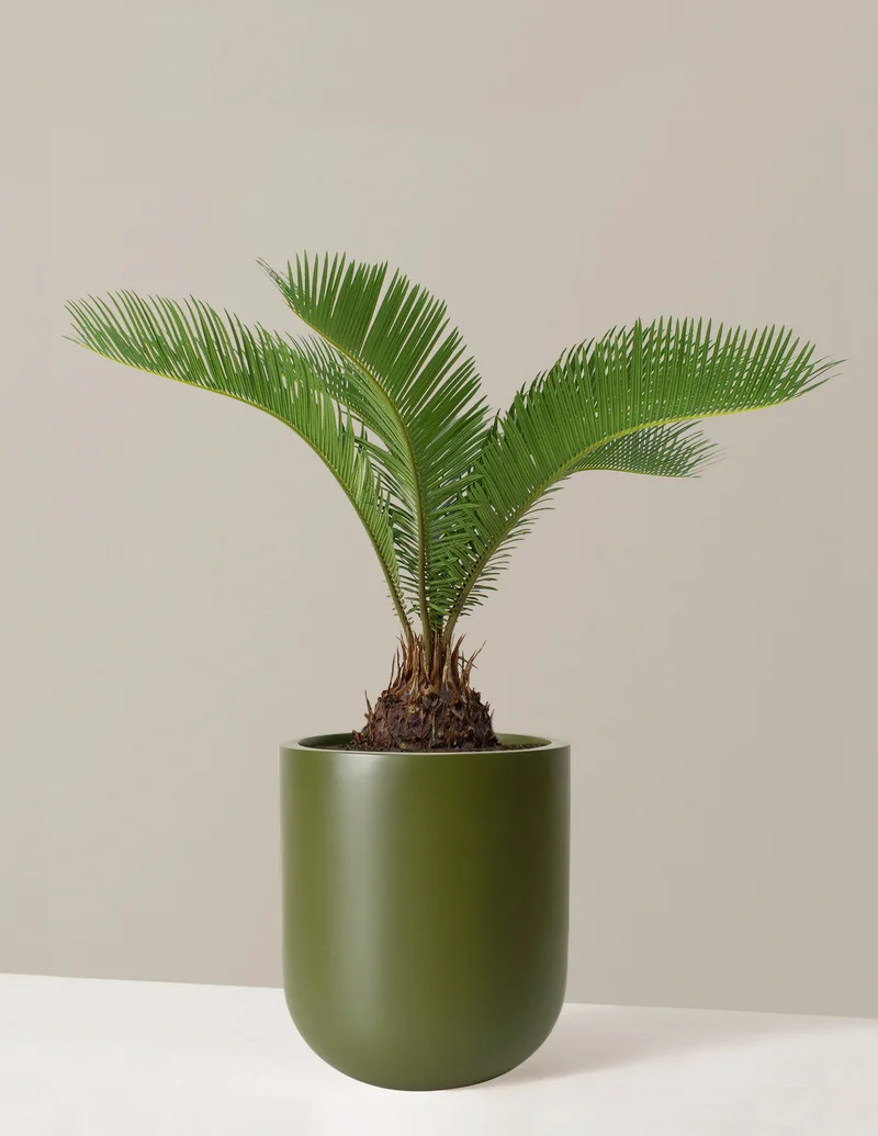 Image of Large Sago Palm