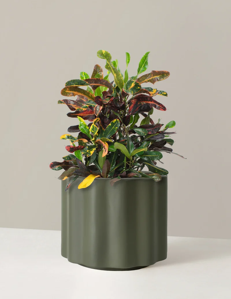Image of Large Corkscrew Croton