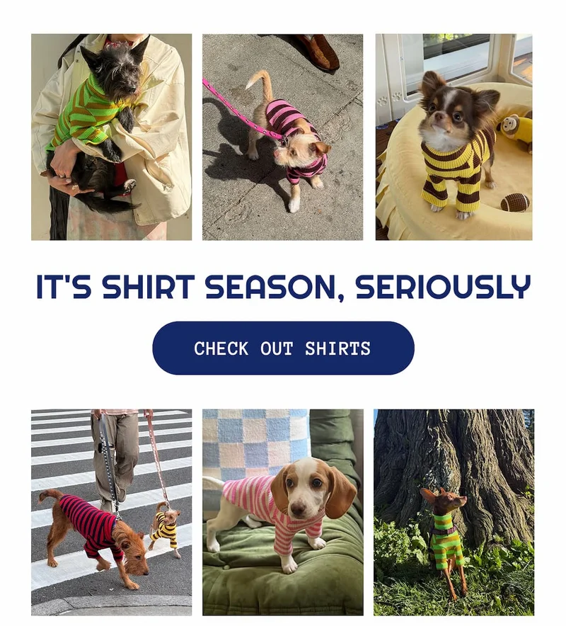 It's shirt season, seriously