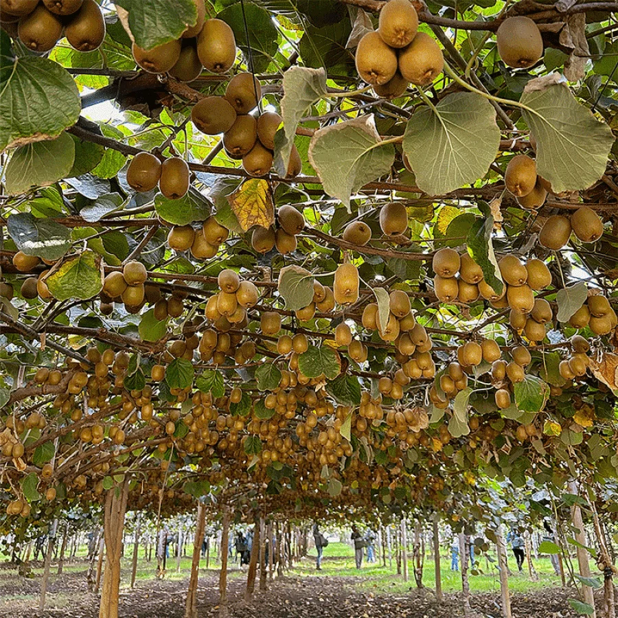Kiwi Farm