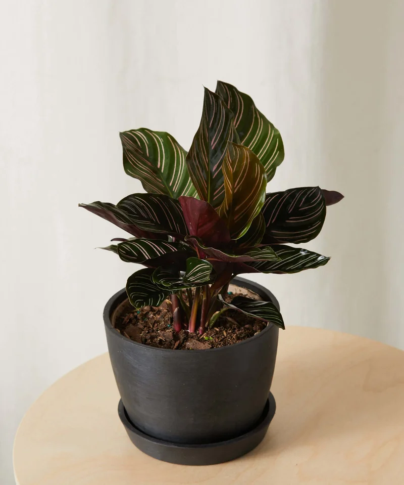 Image of Calathea Pinstripe