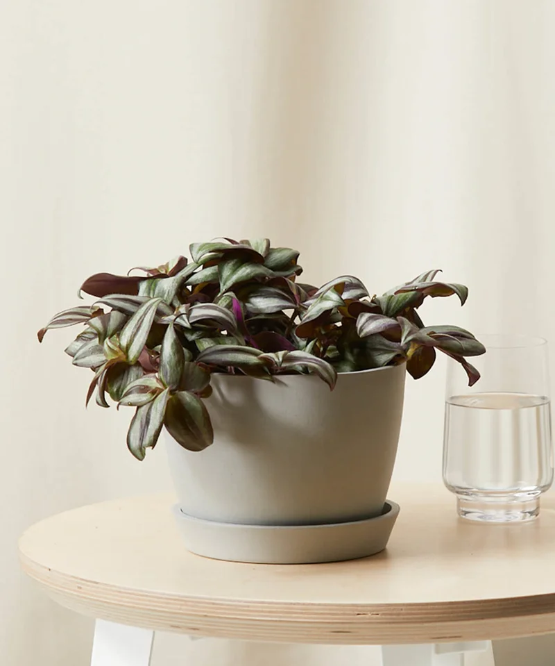 Image of Tradescantia Zebrina