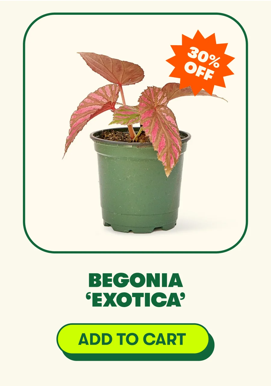 Begonia ‘Exotica’ [ADD TO CART]