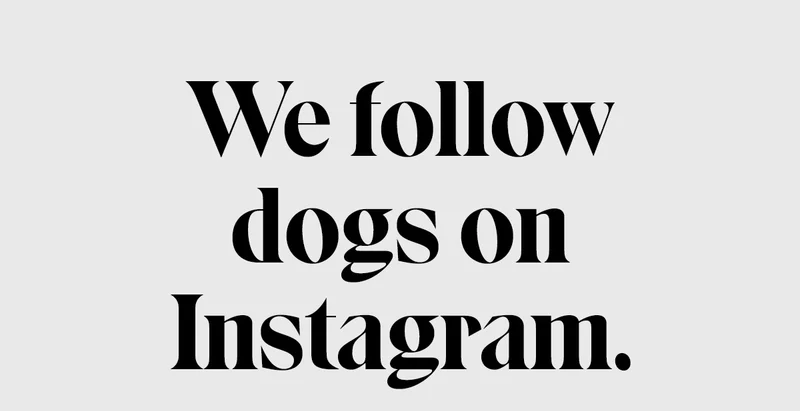 We follow dogs on Instagram.