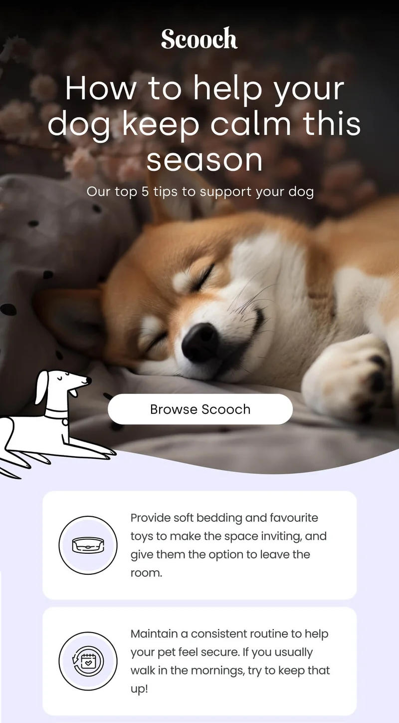 Our top 5 tips to support your dog - Browse Scooch