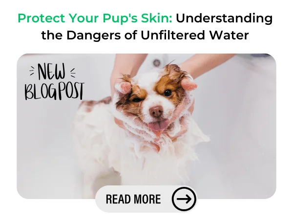 Protect your pups skin blog post