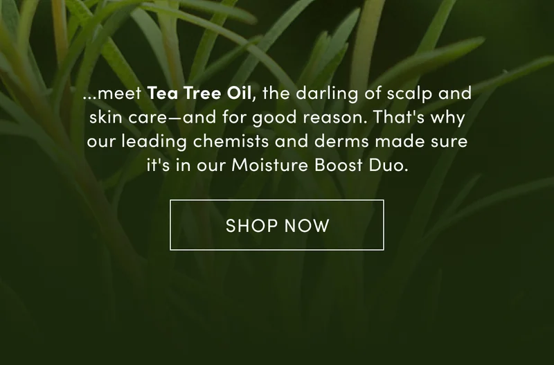 If you're looking for: Hair growth, reduced inflammation, balanced hydration...meet Tea Tree Oil, the darling of scalp and skin care—and for good reason. That's why our leading chemists and derms made sure it's in our Moisture Boost Duo. | Shop now