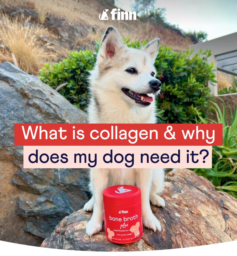 What is collagen and why does my dog need it?