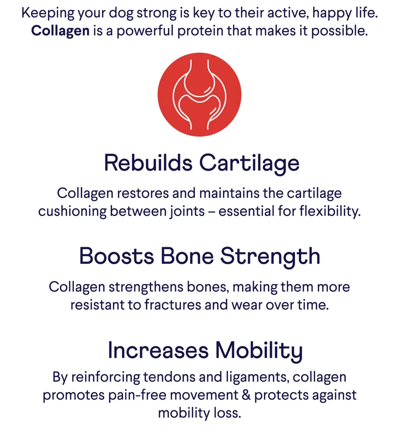 Keeping your dog strong is key to their active, happy life. Collagen is a powerful protein that makes it possible.