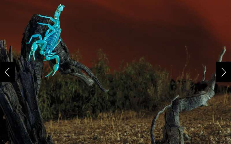 Lit by an ultraviolet flashlight, this common yellow scorpion shines bright cyan against the rusty night skies of Madrid, Spain.