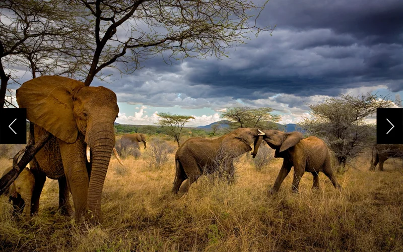 On the savannas of Samburu, infants in family groups get vigilant protection from females functioning almost as a council of mothers. Adolescents tussle amiably, developing social skills as well as confidence and strength.