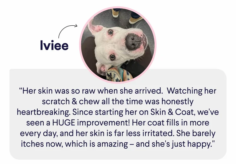 Iviee: “Her skin was so raw when she arrived.&nbsp; Watching her scratch & chew all the time was honestly heartbreaking. Since starting her on Skin & Coat, we've seen a HUGE improvement! Her coat fills in more every day, and her skin is far less irritated. She barely itches now, which is amazing – and she's just happy."