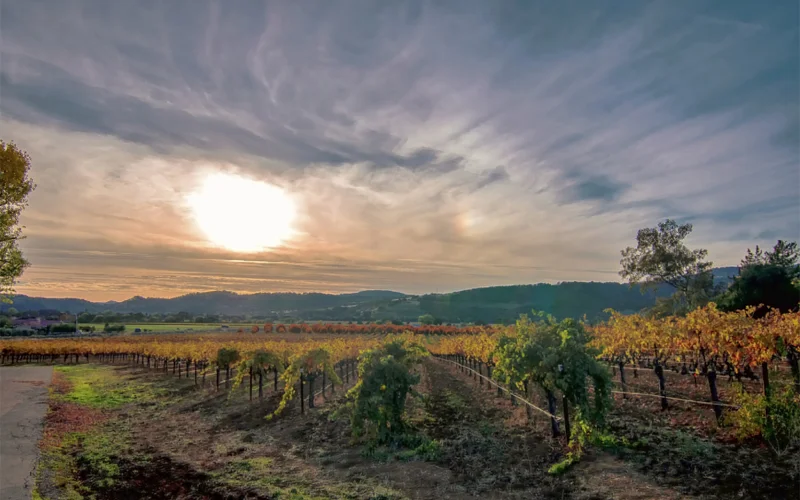 Twenty-three varieties of wine grapes thrive in Suisun Valley, including the especially prized petite sirah.