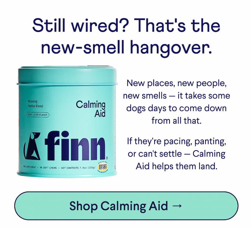 Text: Still wired? That's the new-smell hangover. &nbsp; New places, new people, new smells — it takes some dogs days to come down from all that. &nbsp; If they're pacing, panting, or can't settle — Calming Aid helps them land. CTA: Shop Calming Aid →
