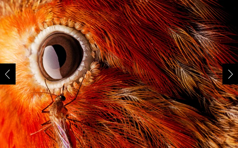 A close-up view of mosquito near the eye of a bird with scarlet feathers.