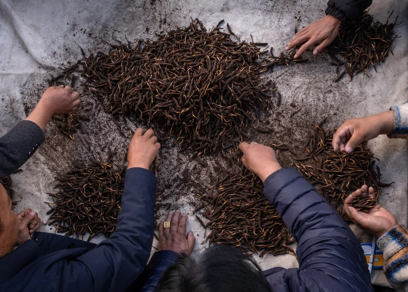 A topview of people sorting through product on a table.