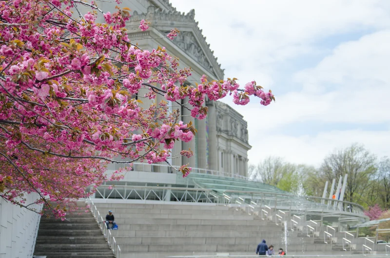 A photograph of cherry blossoms outside the Brooklyn Museum