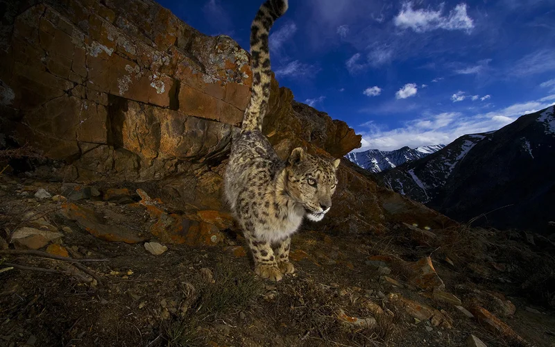 A snow leopard signals its presence by urinating beside his trail.