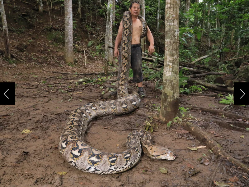 Snake rescuer Budi Purwanto and the record-breaking snake Ibu Baron, a name which means 'The Baroness.”