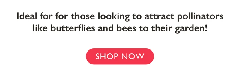 Ideal for those looking to attract pollinators like butterflies and bees to their garden! Shop now.