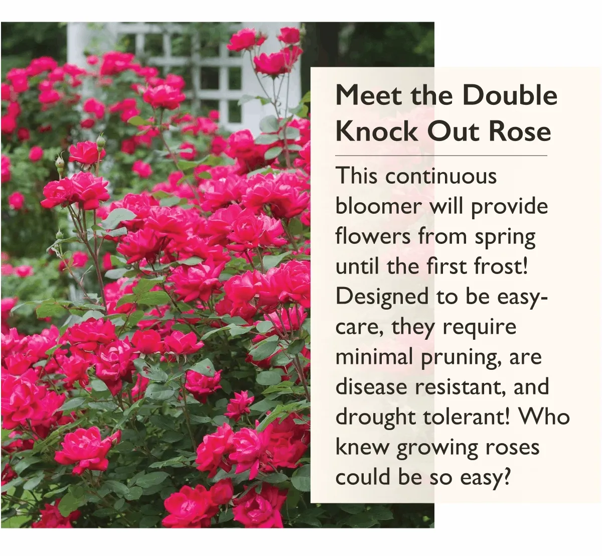 A continuous bloomer, the Double Knock Out Rose will provide flowers from spring until the first frost! Designed to be easy-care, they require minimal pruning, are disease resistant, and drought tolerant! Who knew growing roses could be so easy?