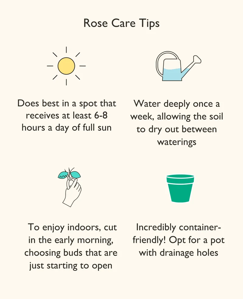 Rose Plant Care Tips