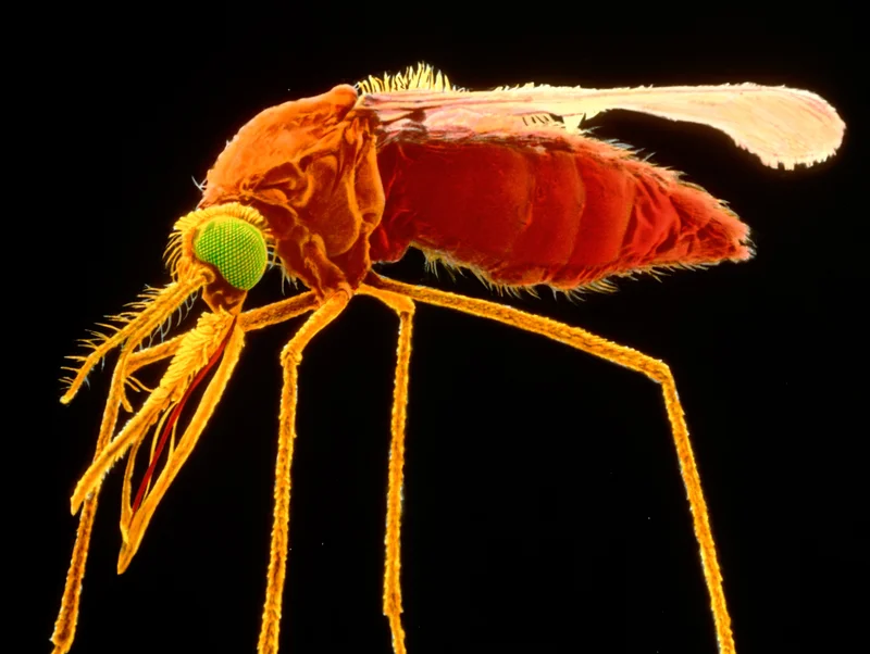 A micrograph shows the mosquito's bulging abdomen, swollen after a meal of human blood.