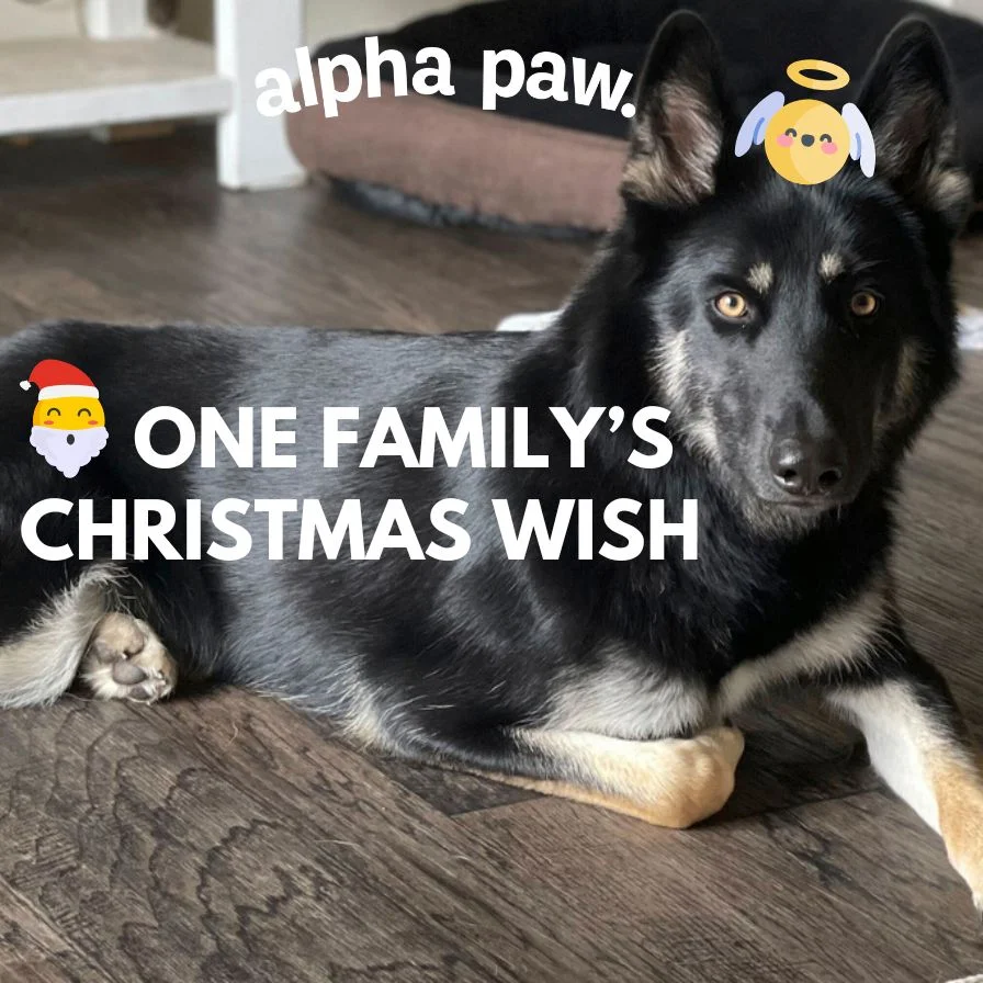 Dog happy products