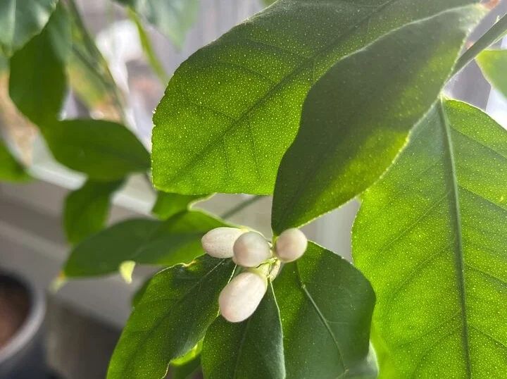 close up of plant flower
